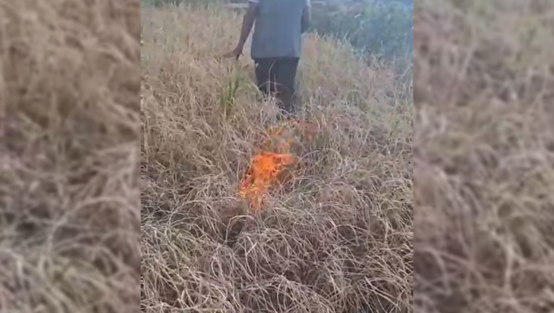 खडेरीले धान उत्पादन नभएपछि कृषकले खेतमै लगाए आगो